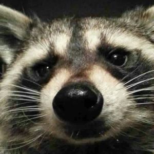 Meet your Posher, Adamarie